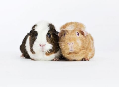 Guinea Pig Night – £39pp